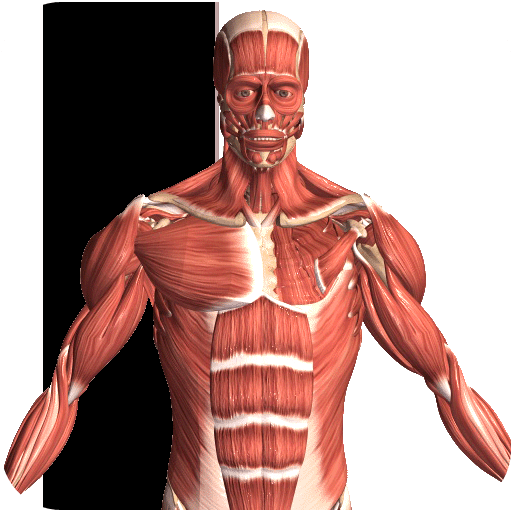 Visual Anatomy 2 APK Full Version v0 screenshot